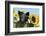 Pig-null-Framed Photographic Print