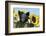 Pig-null-Framed Photographic Print