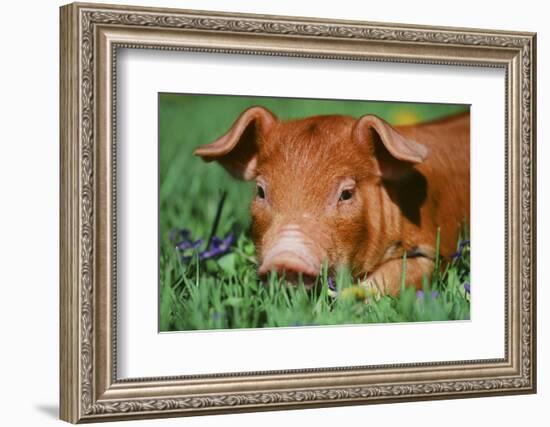 Pig-null-Framed Photographic Print