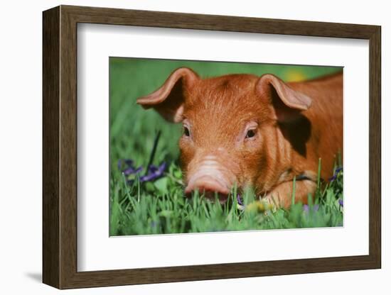 Pig-null-Framed Photographic Print