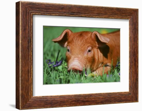 Pig-null-Framed Photographic Print