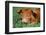 Pig-null-Framed Photographic Print