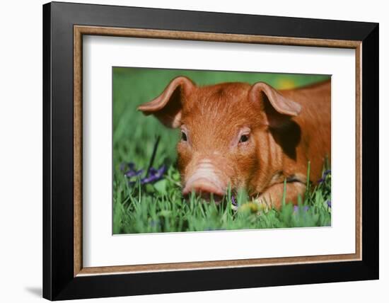 Pig-null-Framed Photographic Print