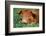 Pig-null-Framed Photographic Print