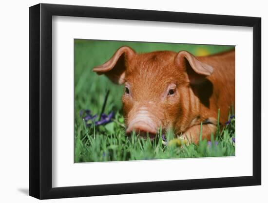 Pig-null-Framed Photographic Print