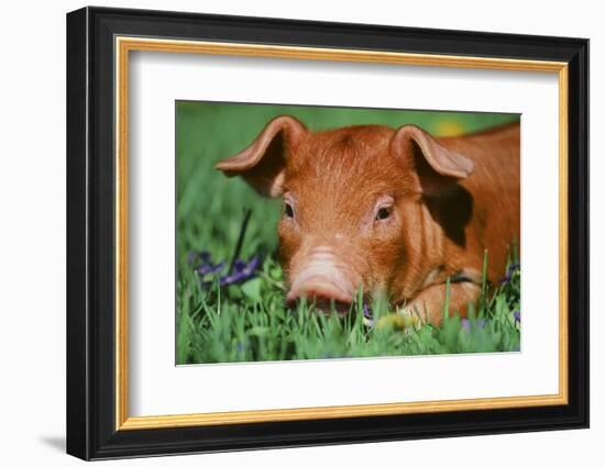 Pig-null-Framed Photographic Print