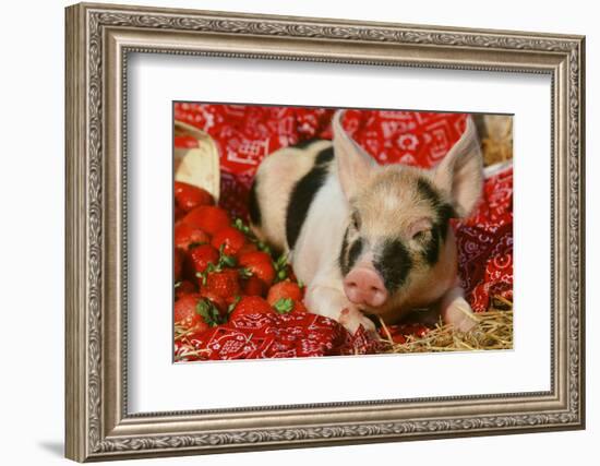 Pig-null-Framed Photographic Print