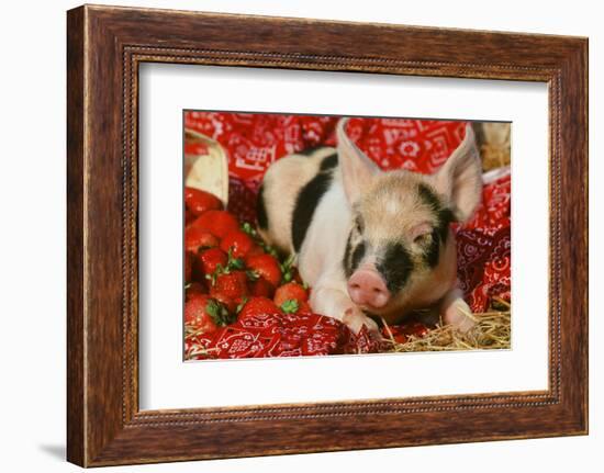 Pig-null-Framed Photographic Print