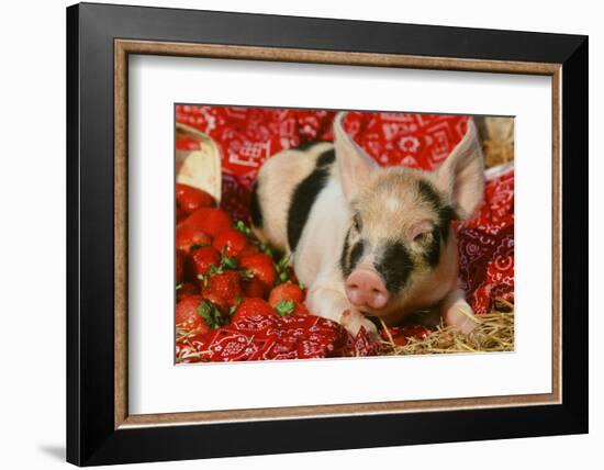 Pig-null-Framed Photographic Print