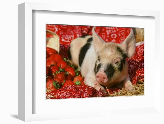 Pig-null-Framed Photographic Print