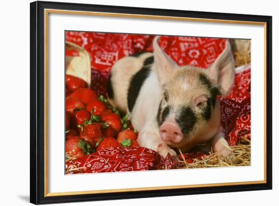 Pig-null-Framed Photographic Print