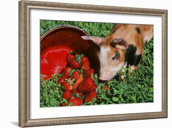 Pig-null-Framed Photographic Print