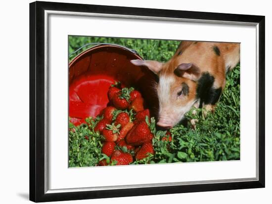 Pig-null-Framed Photographic Print