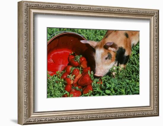 Pig-null-Framed Photographic Print