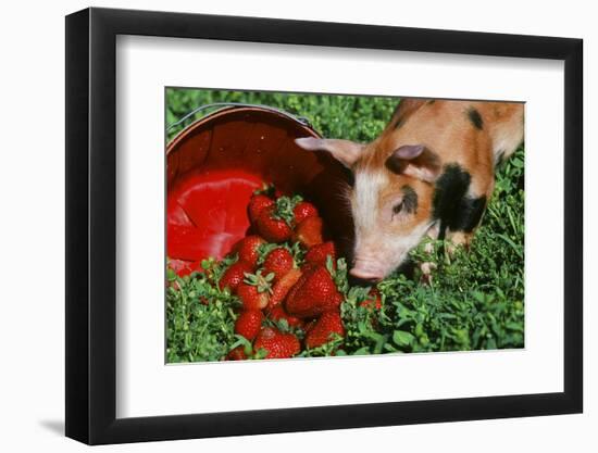 Pig-null-Framed Photographic Print