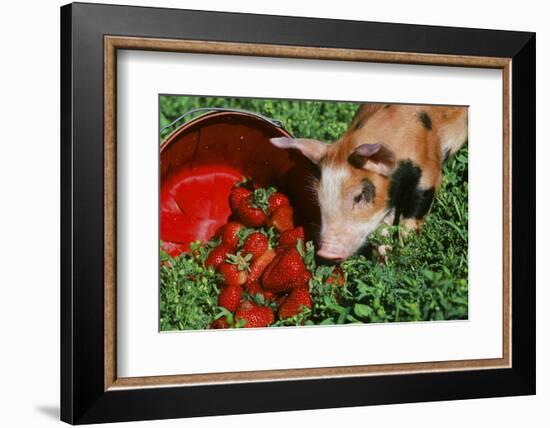 Pig-null-Framed Photographic Print