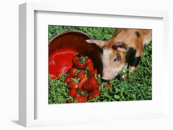 Pig-null-Framed Photographic Print