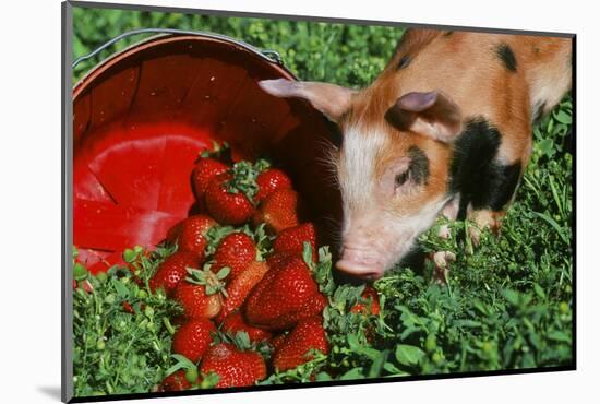 Pig-null-Mounted Photographic Print