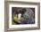 Pig-Lynn M^ Stone-Framed Photographic Print