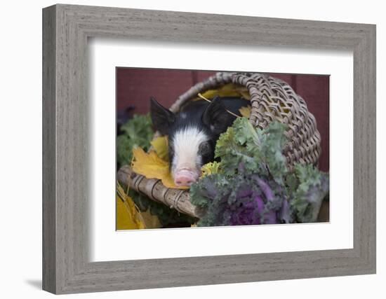 Pig-Lynn M^ Stone-Framed Photographic Print