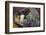 Pig-Lynn M^ Stone-Framed Photographic Print