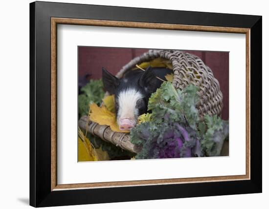 Pig-Lynn M^ Stone-Framed Photographic Print