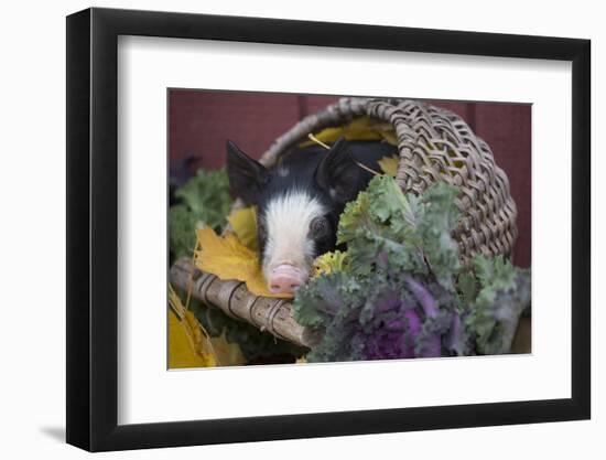 Pig-Lynn M^ Stone-Framed Photographic Print