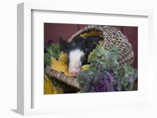 Pig-Lynn M^ Stone-Framed Photographic Print