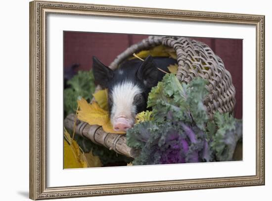 Pig-Lynn M^ Stone-Framed Photographic Print