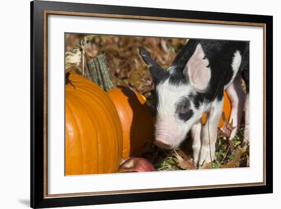 Pig-Lynn M^ Stone-Framed Photographic Print