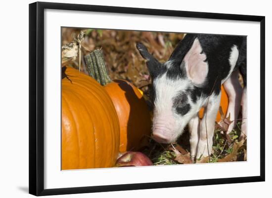 Pig-Lynn M^ Stone-Framed Photographic Print