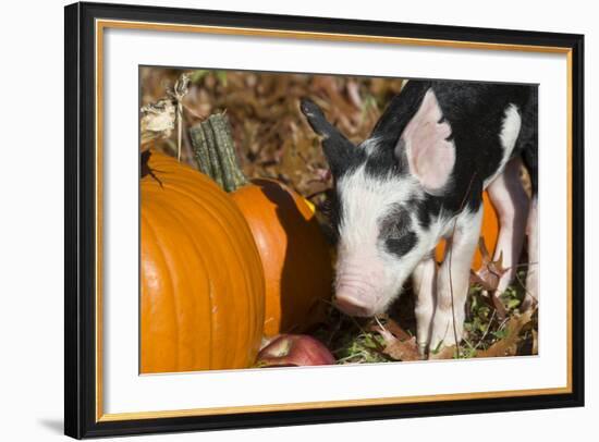 Pig-Lynn M^ Stone-Framed Photographic Print