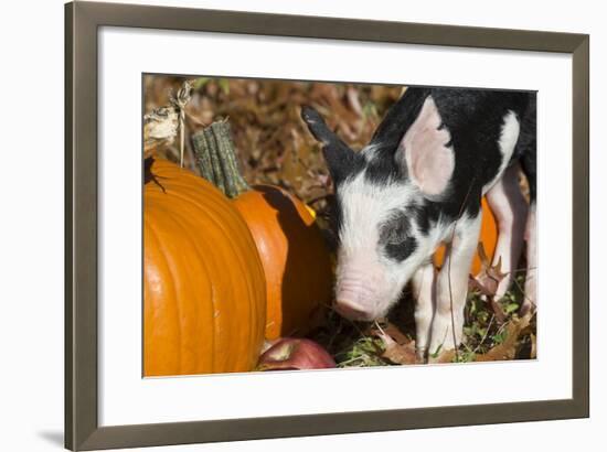 Pig-Lynn M^ Stone-Framed Photographic Print