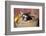 Pig-Lynn M^ Stone-Framed Photographic Print