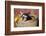 Pig-Lynn M^ Stone-Framed Photographic Print