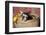 Pig-Lynn M^ Stone-Framed Photographic Print