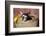 Pig-Lynn M^ Stone-Framed Photographic Print