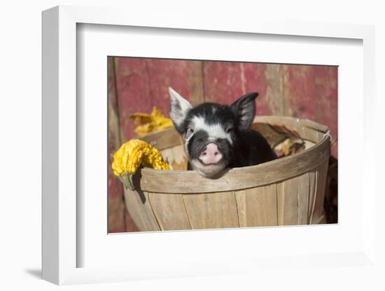 Pig-Lynn M^ Stone-Framed Photographic Print