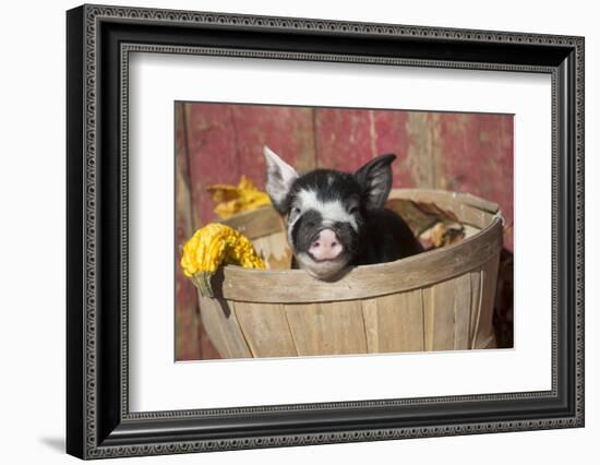 Pig-Lynn M^ Stone-Framed Photographic Print