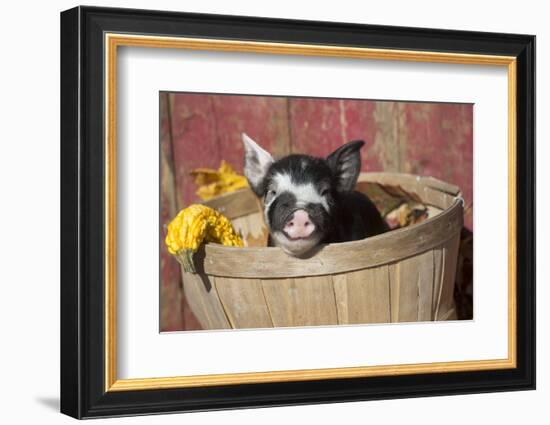 Pig-Lynn M^ Stone-Framed Photographic Print