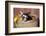 Pig-Lynn M^ Stone-Framed Photographic Print