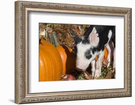 Pig-Lynn M^ Stone-Framed Photographic Print