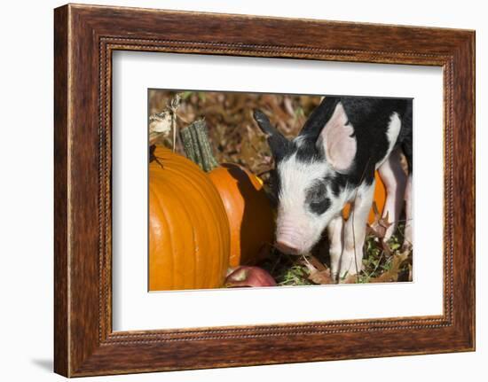 Pig-Lynn M^ Stone-Framed Photographic Print