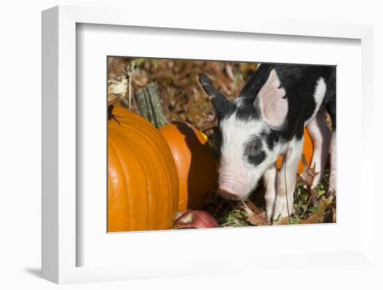 Pig-Lynn M^ Stone-Framed Photographic Print