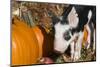 Pig-Lynn M^ Stone-Mounted Photographic Print