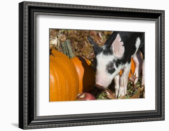 Pig-Lynn M^ Stone-Framed Photographic Print