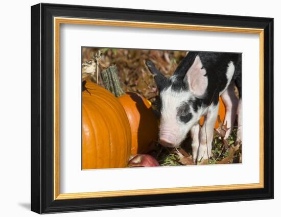 Pig-Lynn M^ Stone-Framed Photographic Print