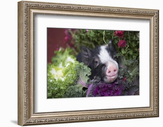 Pig-Lynn M^ Stone-Framed Photographic Print