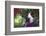 Pig-Lynn M^ Stone-Framed Photographic Print