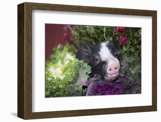 Pig-Lynn M^ Stone-Framed Photographic Print